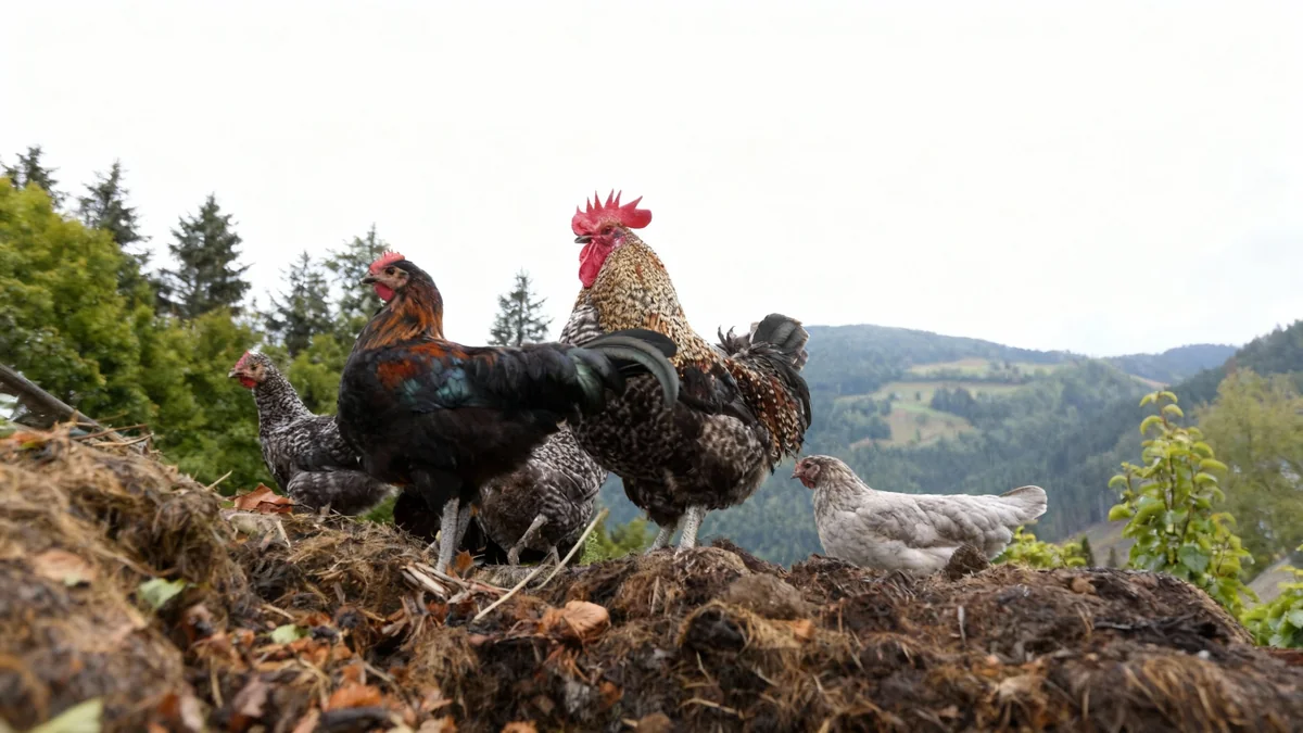 Vogelgrippe: Verdachtsfälle in Salzburg werden geprüft