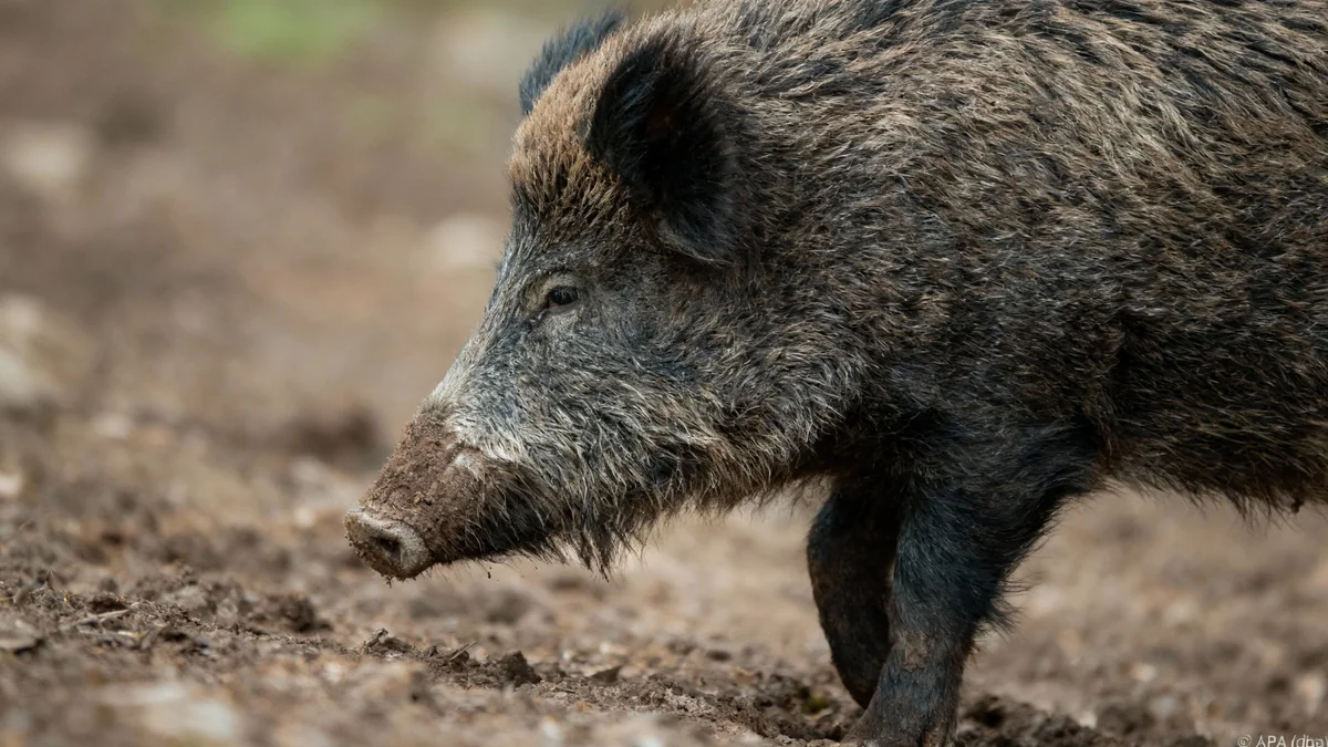 Wildschweine erobern Salzburgs Wälder