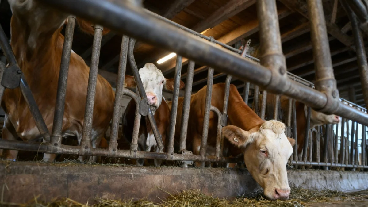 Milchpreis in Salzburg fällt stark
